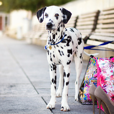 Dalmatiner | Hundefoto