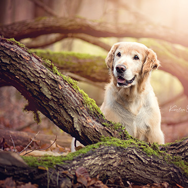 Golden Retriever | Hundefotografie