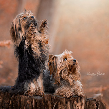 Terrier | Hundefotografie