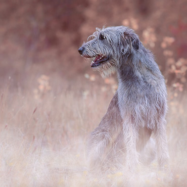 Wolfshund | Hundefotografie
